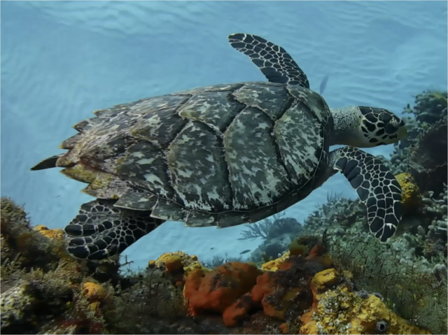 Underwater Digital Imaging course